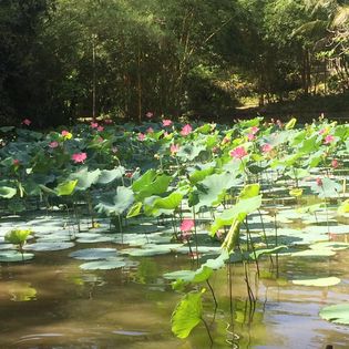 HẠT SƯƠNG LẮNG ĐỌNG CÕI PHẬT